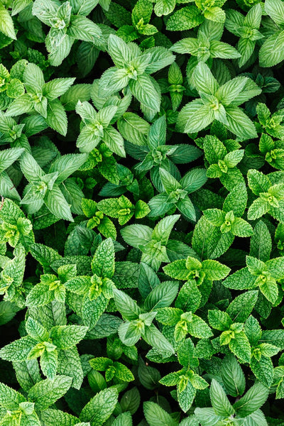 Spearmint Oil and Your Skincare