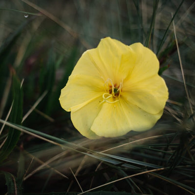 Evening Primrose Extract and your Skincare Routine